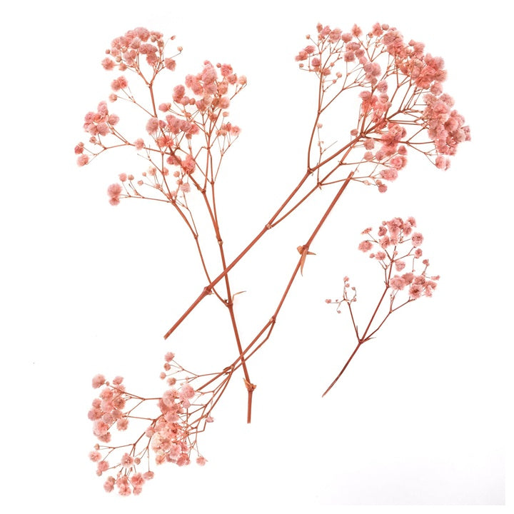 DP Craft gedroogd gipskruid lichtroze, 4 takjes van 20 cm – afbeelding 2