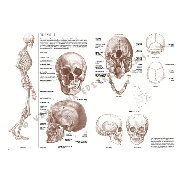 Leonardo Collection 04 Anatomie – boek over anatomie tekenen – afbeelding 2