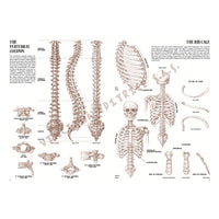 Leonardo Collection 04 Anatomie – boek over anatomie tekenen – afbeelding 3