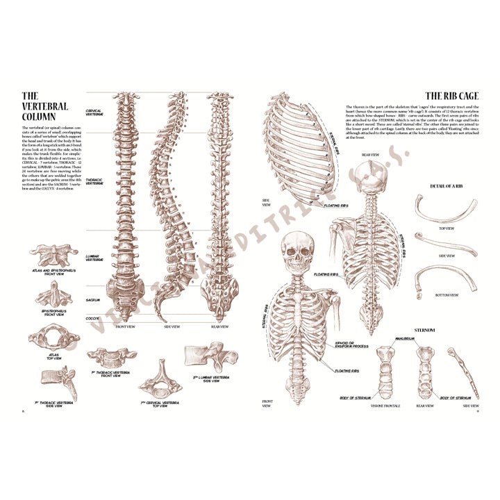 Leonardo Collection 04 Anatomie – boek over anatomie tekenen – afbeelding 3
