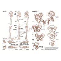 Leonardo Collection 04 Anatomie – boek over anatomie tekenen – afbeelding 4