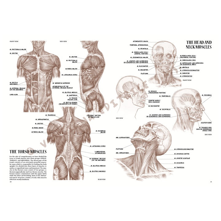 Leonardo Collection 04 Anatomie – boek over anatomie tekenen – afbeelding 5