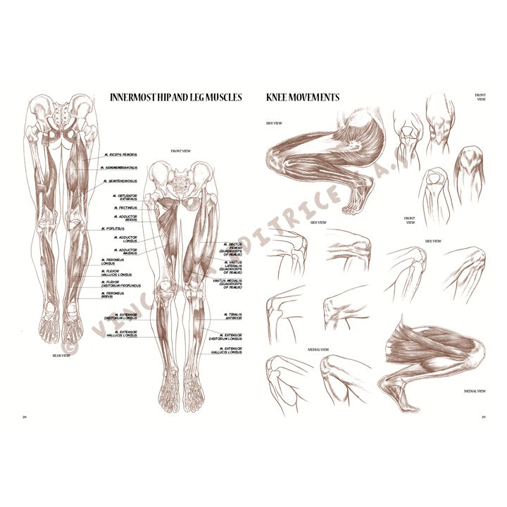 Leonardo Collection 04 Anatomie – boek over anatomie tekenen – afbeelding 6