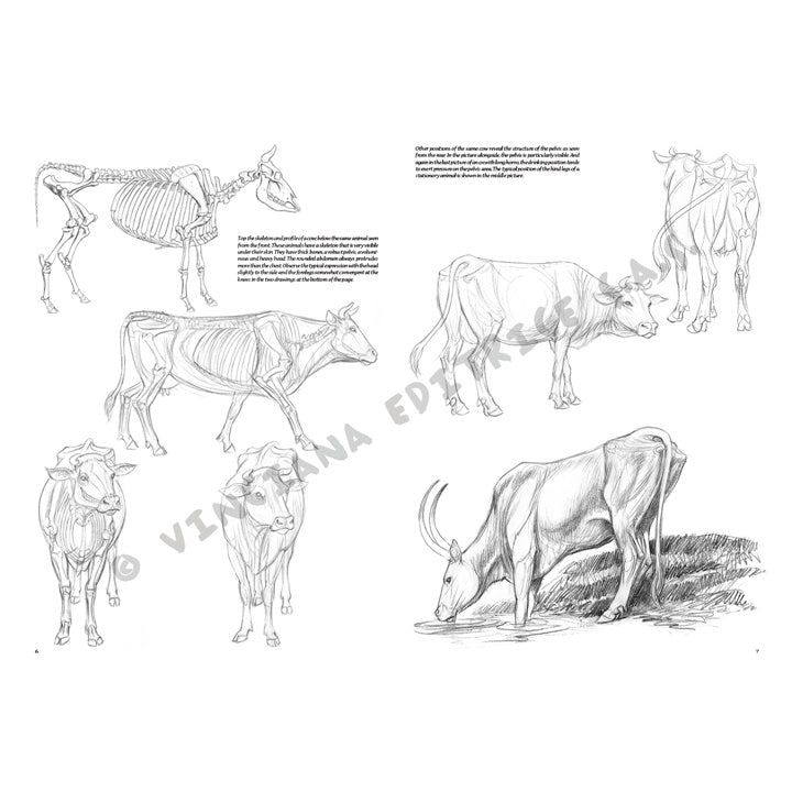Leonardo Collection 13 tekenboek – Dieren – afbeelding 2