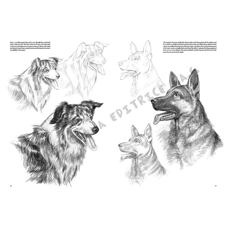 Leonardo Collection 13 tekenboek – Dieren – afbeelding 6