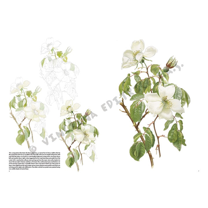 Leonardo Collection 42 Roses - image 2