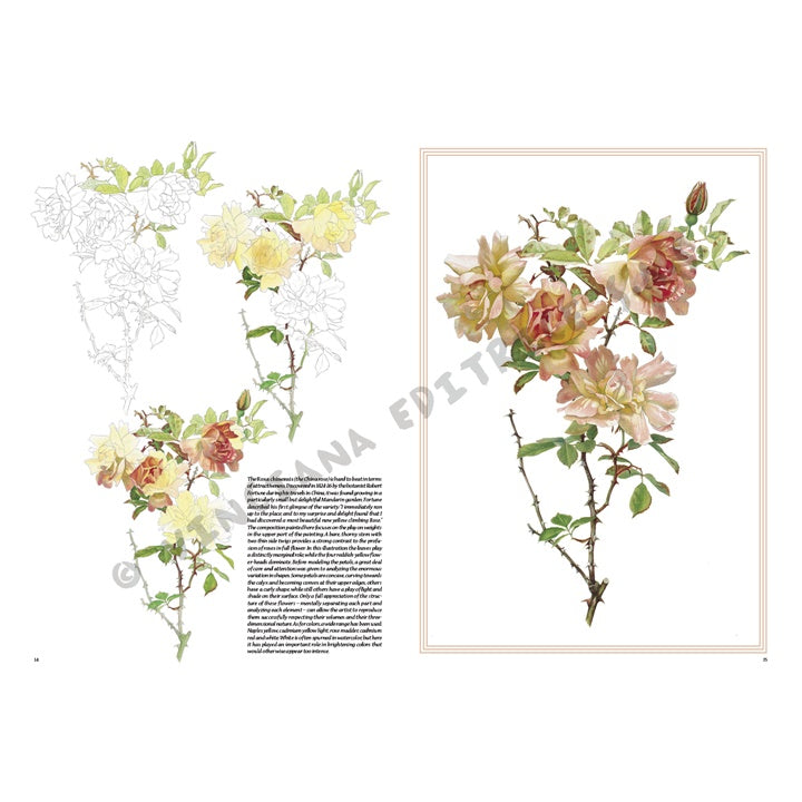 Leonardo Collection 42 Roses - image 5