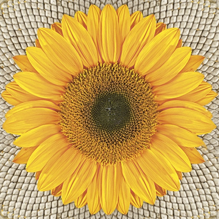 Decoupageservet Nassau Sunflower on Seeds 33 × 33 cm