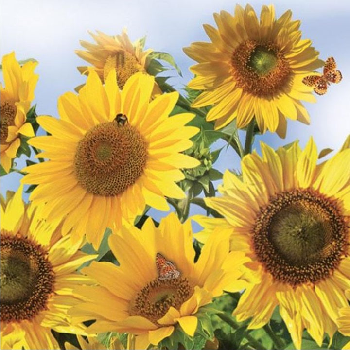 Nassau decoupageservet Sunflowers in the Sky 33 × 33 cm
